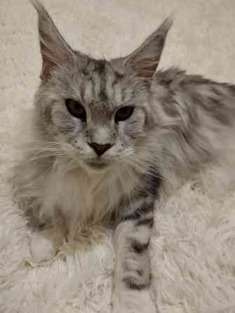 Кошка Мейн куна Донецк