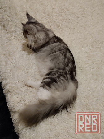 Кошка Мейн куна Донецк - изображение 3