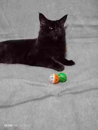 Кот Мейн кун приглашает Донецк