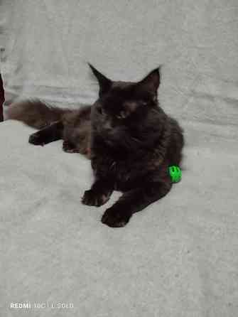 Кот Мейн кун приглашает Донецк