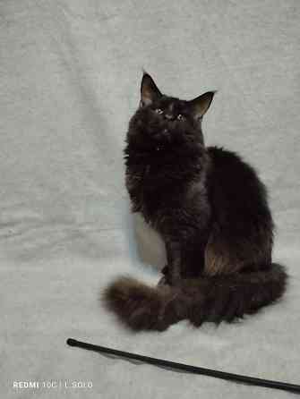 Кот Мейн кун приглашает Донецк