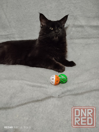 Кот Мейн кун приглашает Донецк - изображение 4