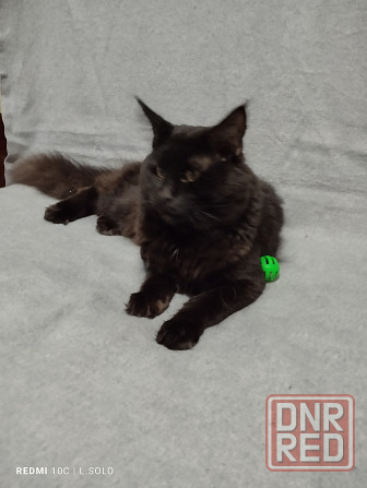 Кот Мейн кун приглашает Донецк - изображение 3