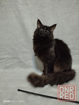 Кот Мейн кун приглашает Донецк - изображение 1