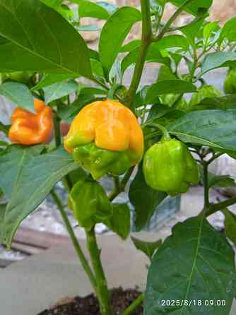 Куст сверхострого перца Bhut Jolokia Orange Донецк