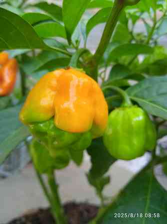 Куст сверхострого перца Bhut Jolokia Orange Донецк