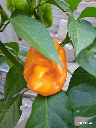 Куст сверхострого перца Bhut Jolokia Orange Донецк