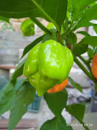 Куст сверхострого перца Bhut Jolokia Orange Донецк