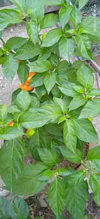 Куст сверхострого перца Bhut Jolokia Orange Донецк