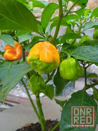 Куст сверхострого перца Bhut Jolokia Orange Донецк - изображение 5