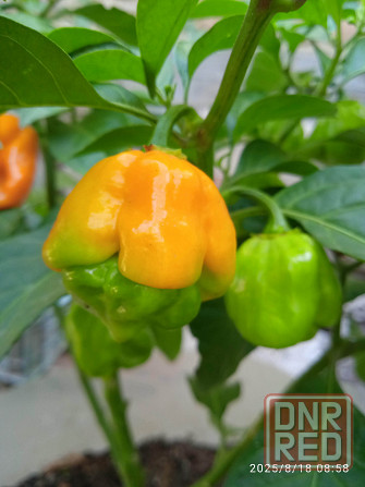 Куст сверхострого перца Bhut Jolokia Orange Донецк - изображение 2