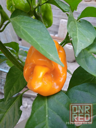 Куст сверхострого перца Bhut Jolokia Orange Донецк - изображение 3