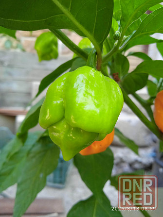 Куст сверхострого перца Bhut Jolokia Orange Донецк - изображение 1