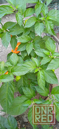 Куст сверхострого перца Bhut Jolokia Orange Донецк - изображение 4