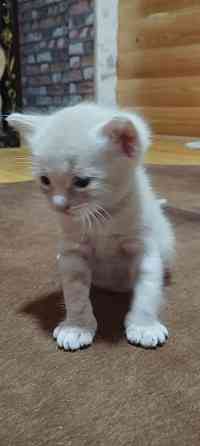 Котеночек Макеевка
