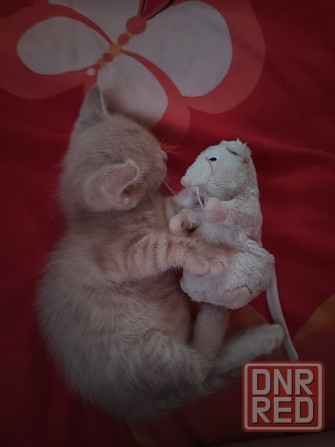 Котеночек Макеевка - изображение 1