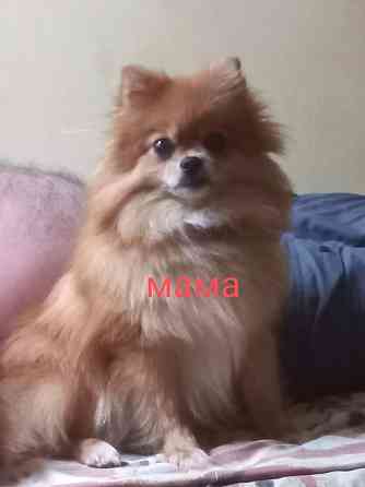Щенки шпица Макеевка