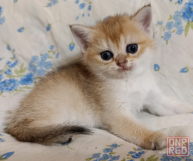 Шотландская кошечка золотая шиншилла Донецк - изображение 1