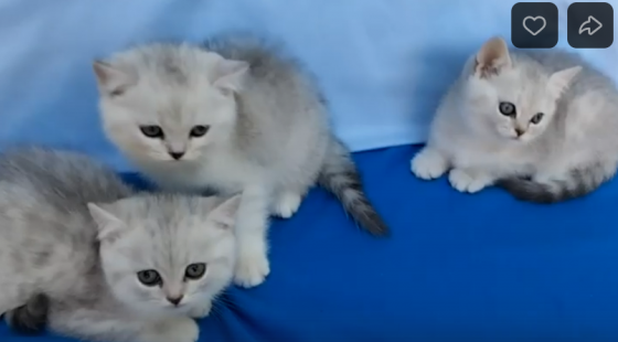 Продаются шотландские котята. Донецк