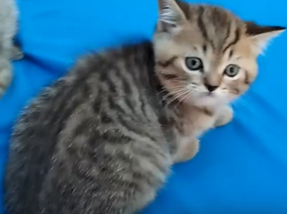 Продаются шотландские котята. Донецк