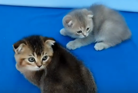 Продаются шотландские котята. Донецк