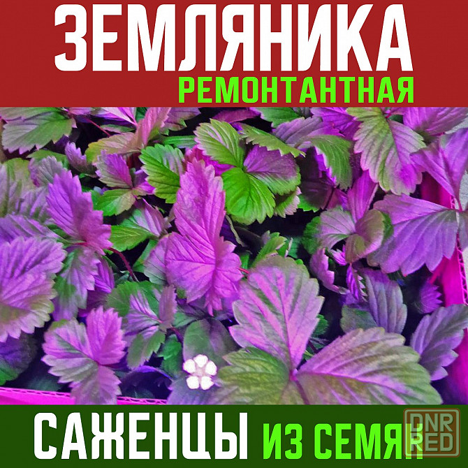 Саженцы Земляники, из семян Донецк - изображение 1