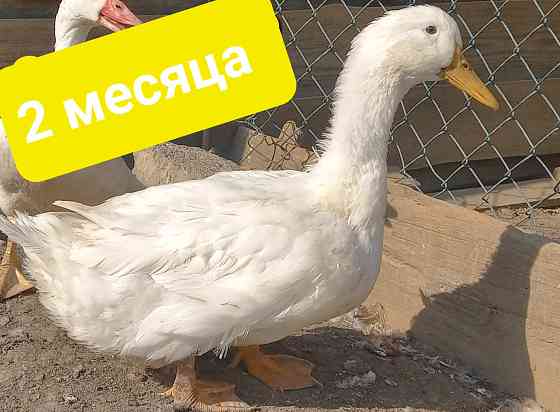 Утята Стар-53 Донецк