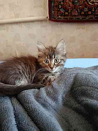 Отдам котят, в хорошие руки Макеевка