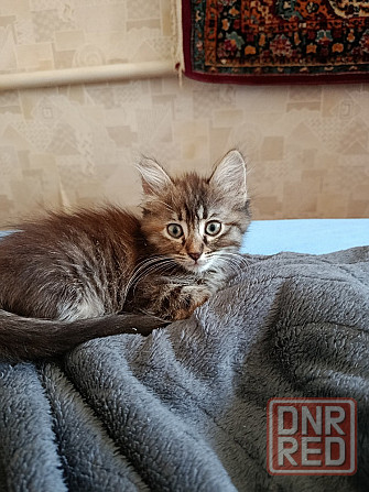 Отдам котят, в хорошие руки Макеевка - изображение 1