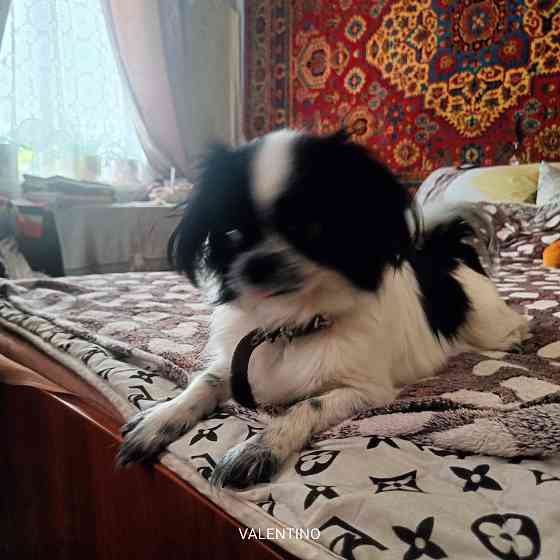 Щенки чихуахуа Макеевка