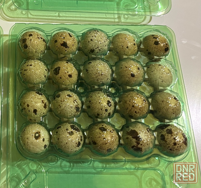 Мясо и яйца перепелов. Ясиноватая Ясиноватая - изображение 4