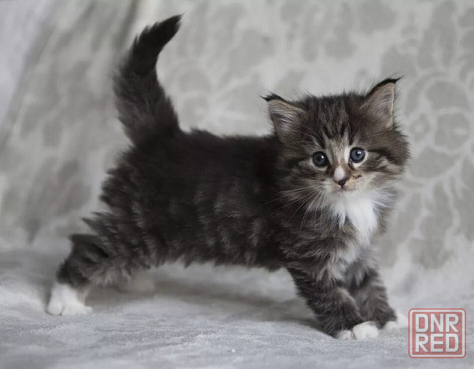 Норвежские лесные котята Донецк - изображение 1