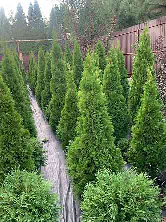 Туя Смарагд Донецк