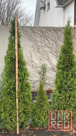 Туя Смарагд Донецк - изображение 6