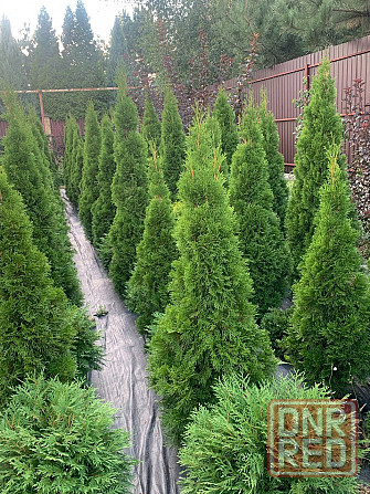 Туя Смарагд Донецк - изображение 7