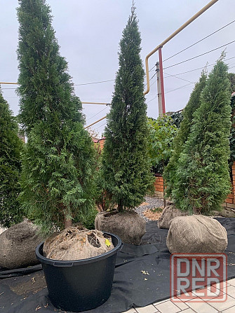 Туя Смарагд Донецк - изображение 5