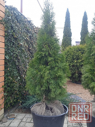 Туя Смарагд Донецк - изображение 8