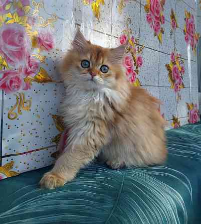 Котята "Золотая шиншилла" Донецк