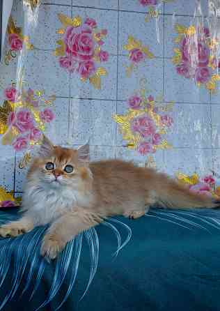 Котята "Золотая шиншилла" Донецк