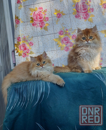Котята "Золотая шиншилла" Донецк - изображение 7