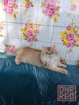 Котята "Золотая шиншилла" Донецк - изображение 5