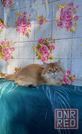 Котята "Золотая шиншилла" Донецк - изображение 6