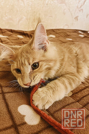 Котята Мейн-Куна Макеевка - изображение 1