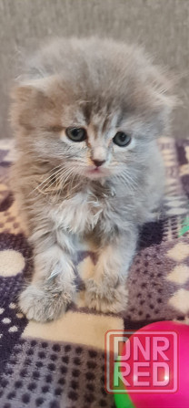 Продам персидских котят Горловка - изображение 5