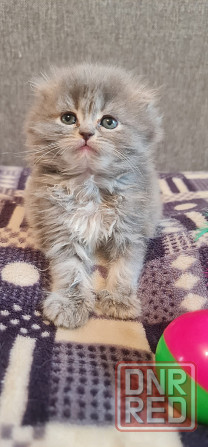 Продам персидских котят Горловка - изображение 4