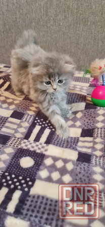Продам персидских котят Горловка - изображение 6