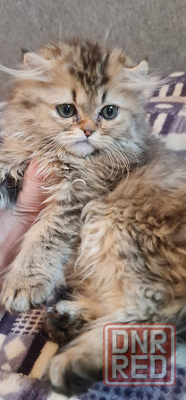 Продам персидских котят Горловка - изображение 1