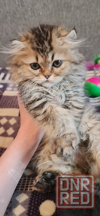 Продам персидских котят Горловка - изображение 3