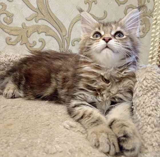 Котята мейн-кун Макеевка