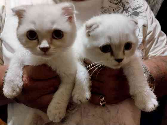 скоттиши Донецк